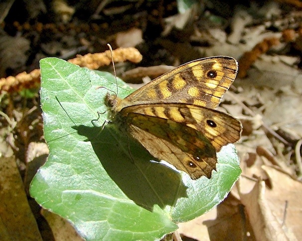 speckled wood